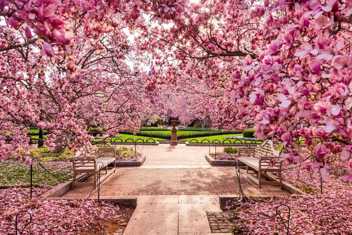 A picturesque garden pathway lined with benches is framed by vibrant pink blossom trees in full bloom. The path leads to a fountain in the background, surrounded by lush green grass, under a canopy of pink petals. Soft sunlight filters through the blossoms.
