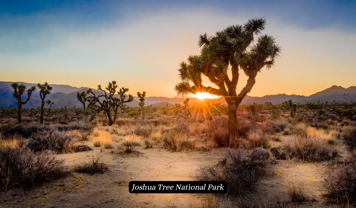 A scenic desert landscape at sunset. A lone Joshua tree stands tall against a backdrop of dramatic clouds and rocky terrain. Sun rays pierce through the clouds, casting long shadows on the ground.