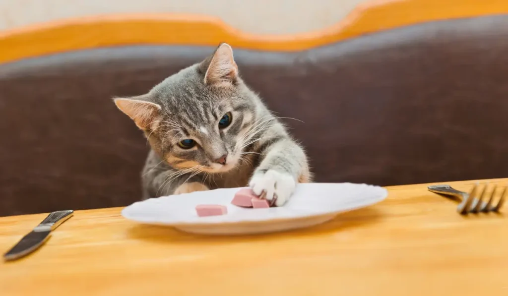 A gray and white cat sits at a wooden table, reaching with its paw towards small cubes of meat on a white plate. A knife and fork are placed on either side of the plate. The background shows a cushioned bench.
