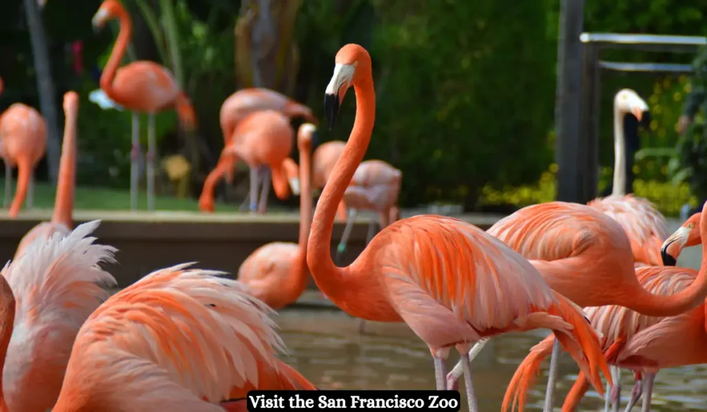 A group of pink flamingos stands and wades in a shallow pond surrounded by vibrant green foliage. The largest flamingo is centrally located. A banner at the bottom reads, "Visit the San Francisco Zoo.
