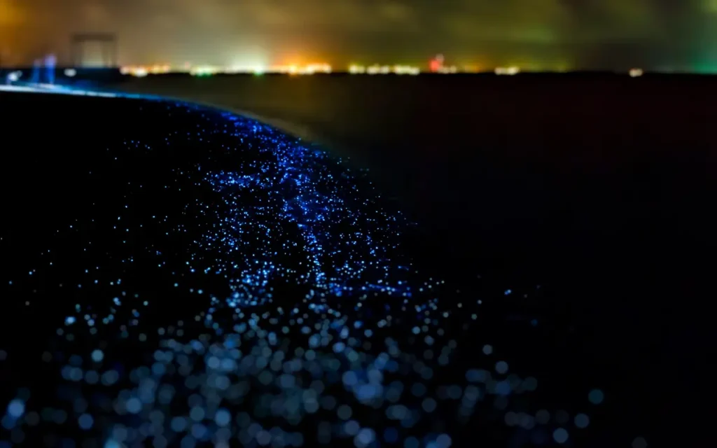 Bioluminescence of the Beach