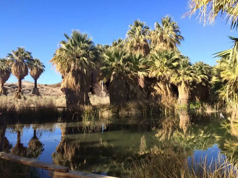 Coachella Valley Preserve