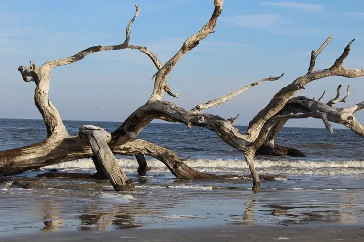 Driftwood Beach