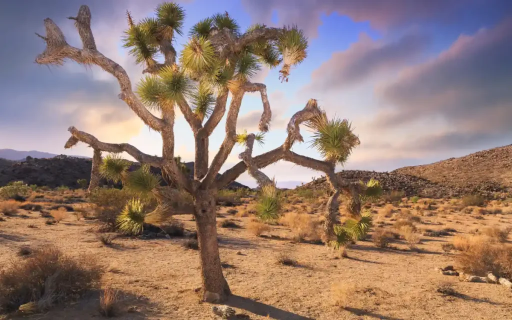 Joshua Tree