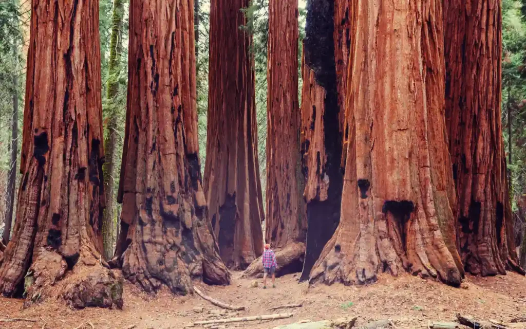 Redwood Regional Park