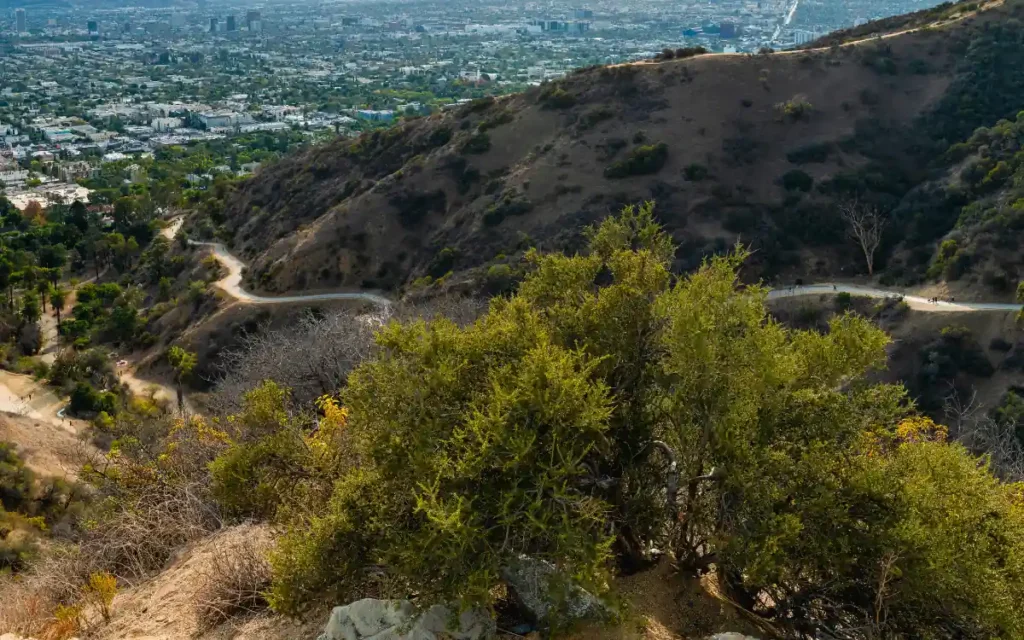 Runyon canyon