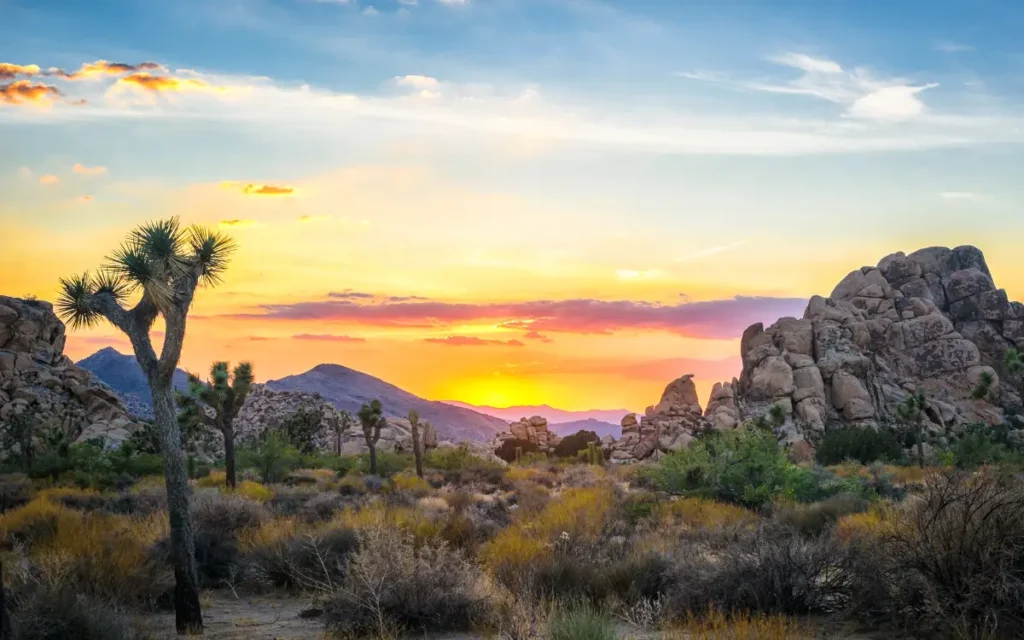 Joshua Tree National Park